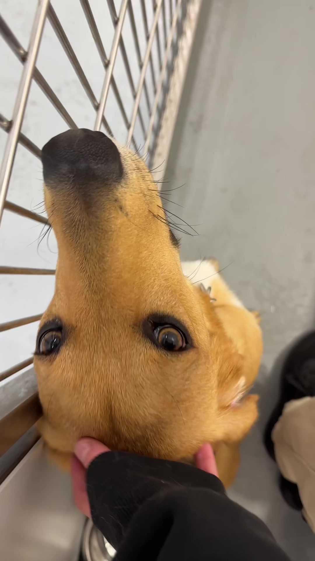 @Calgary Humane Society