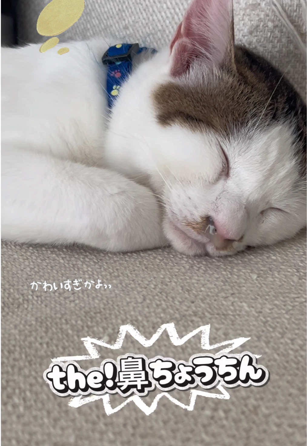 @くろねこ🐈⬛🩶🐈🤍