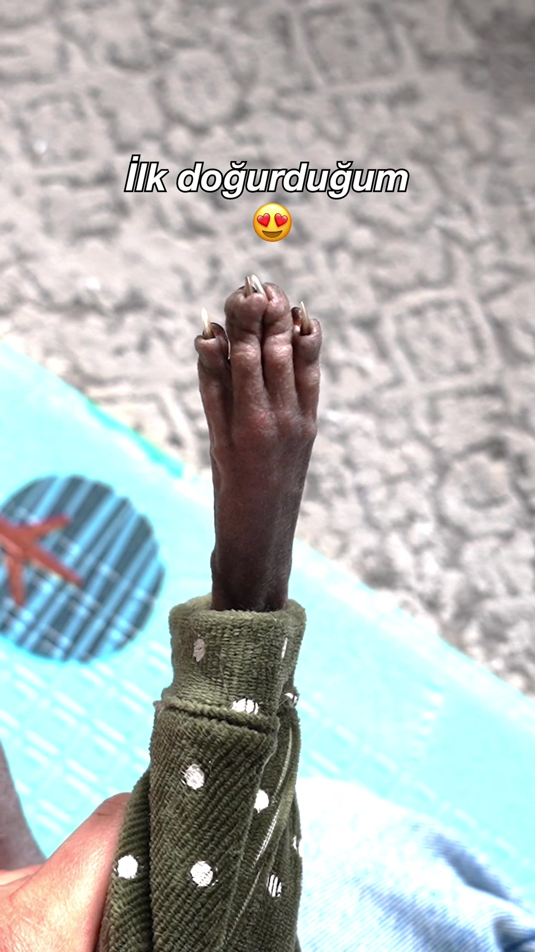 @Candanveteriner