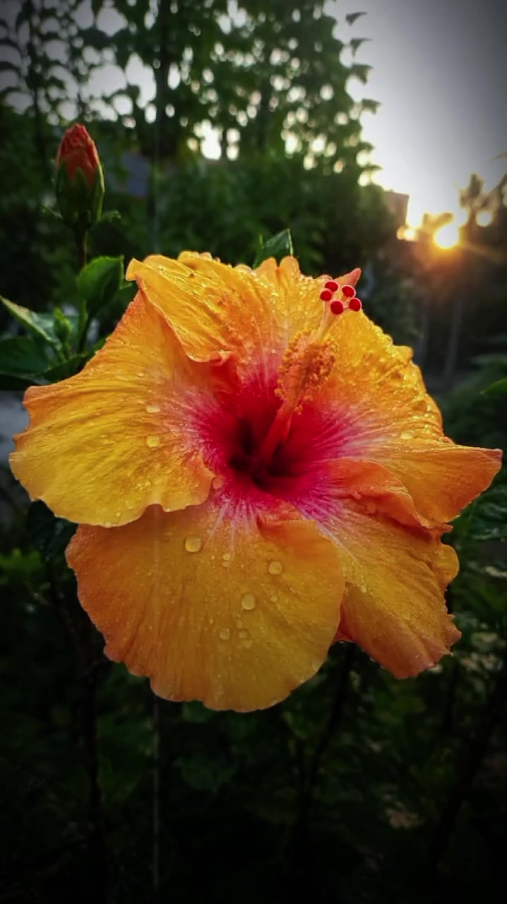 @दर्लामी निर्मला