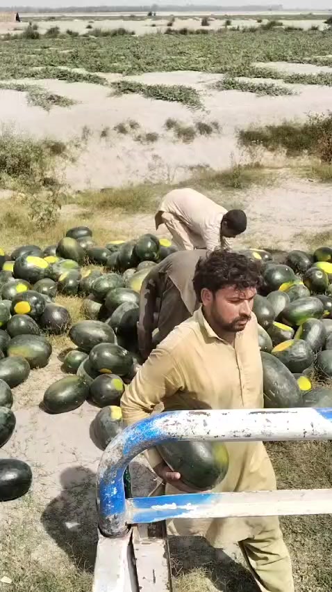 @shahbaz Punjabi 0786