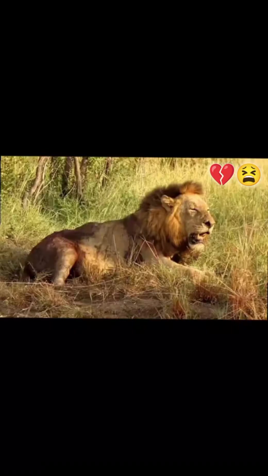 @🚩SYeD_ShaDaB_ShaH_313 👑