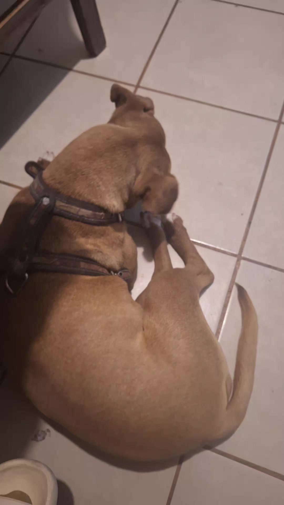 @Petite@gmail.com