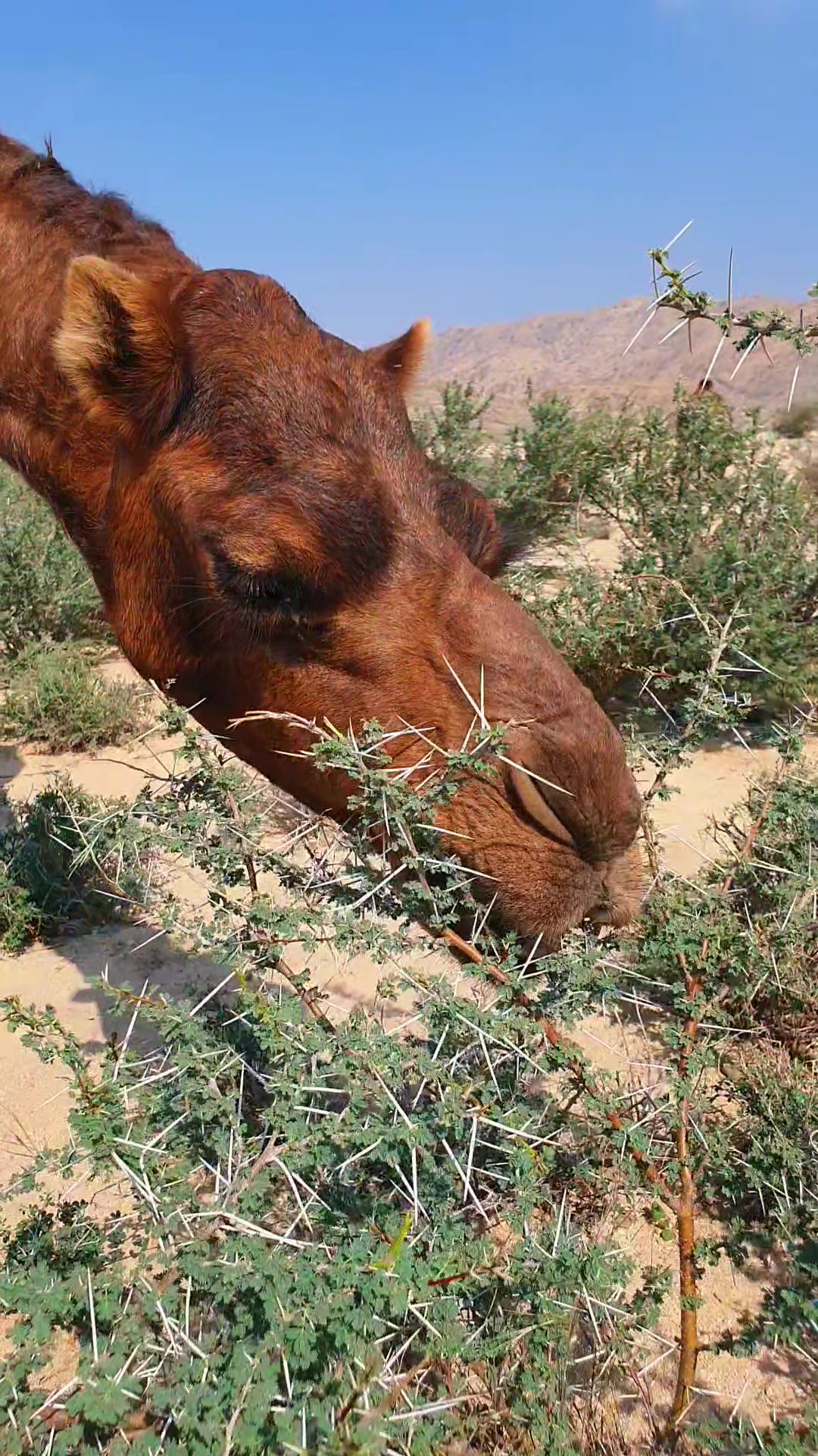 @funny:)animalsbytwins
