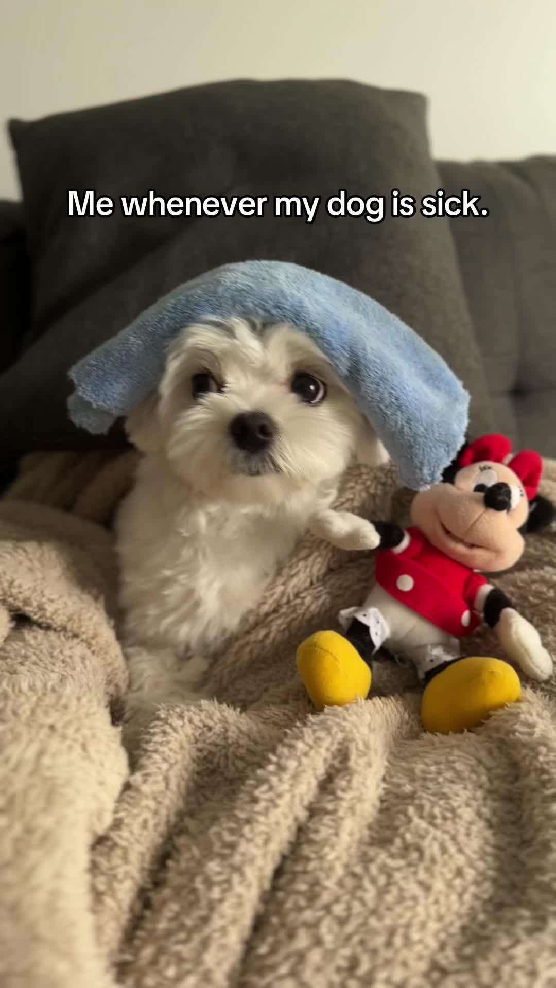 @theluckymaltese