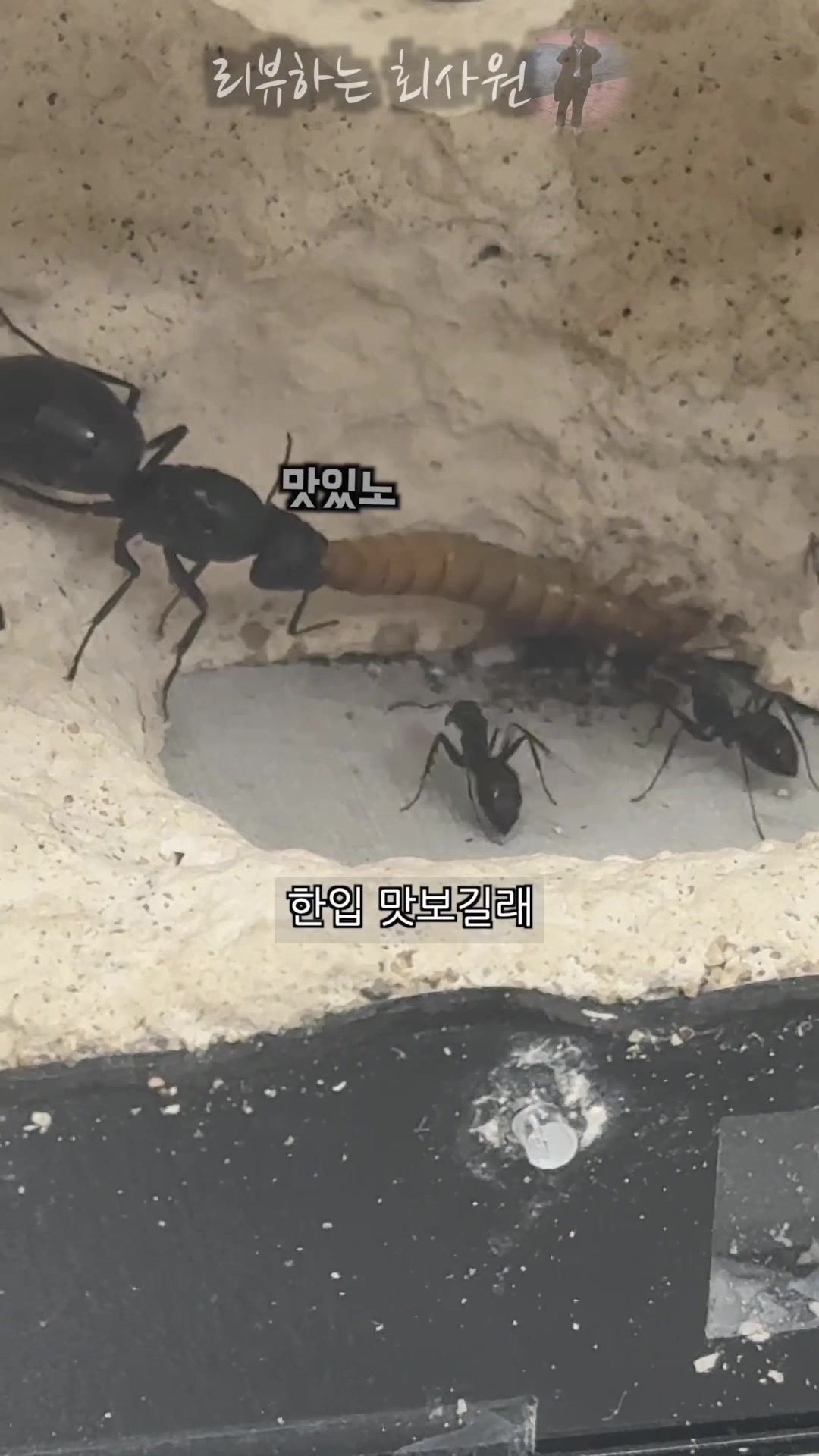 @리뷰하는회사원