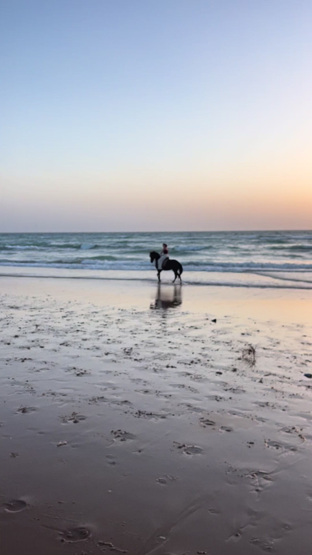 @Cheval_agadir