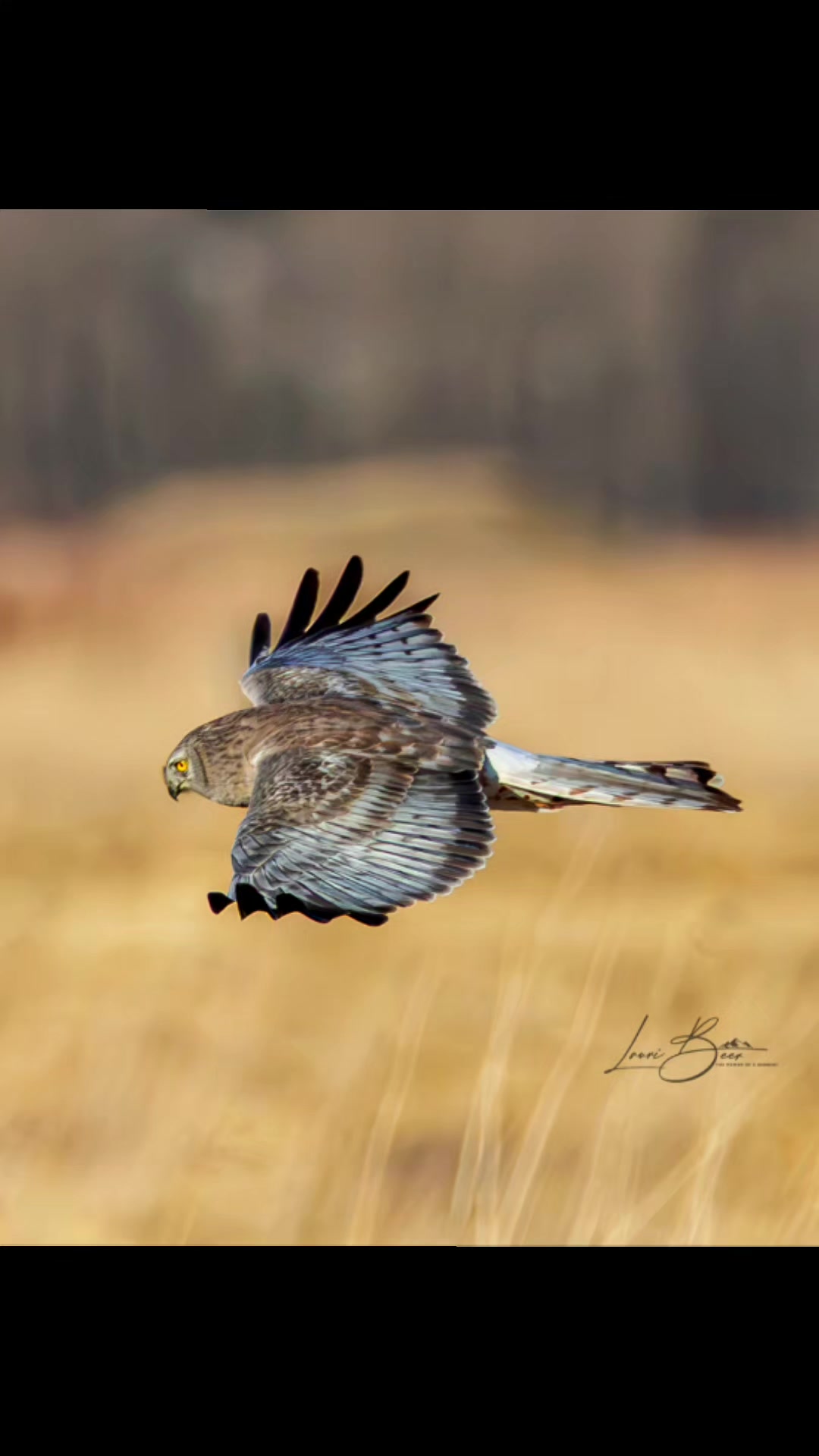 @Lauri Beer Photography 🇨🇦