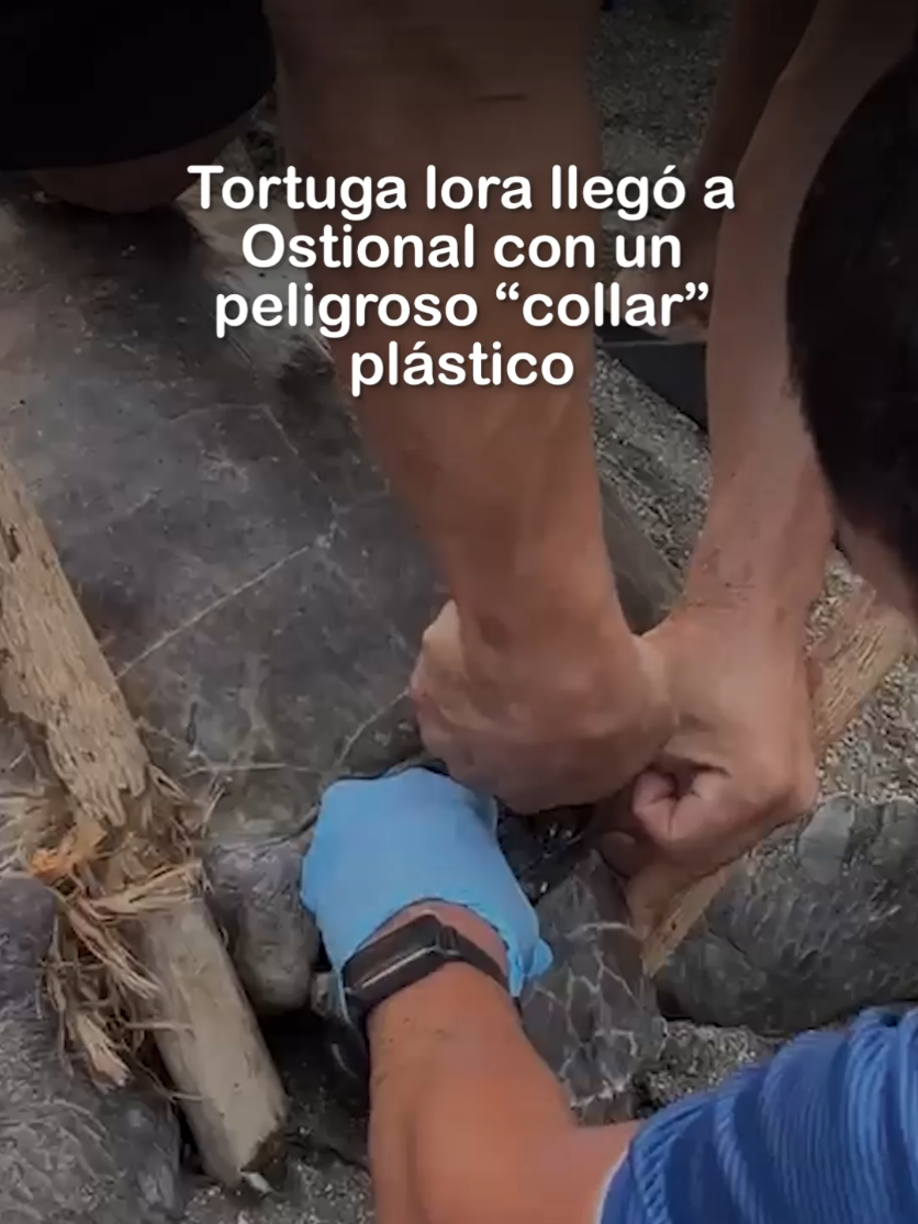 @Teletica.com