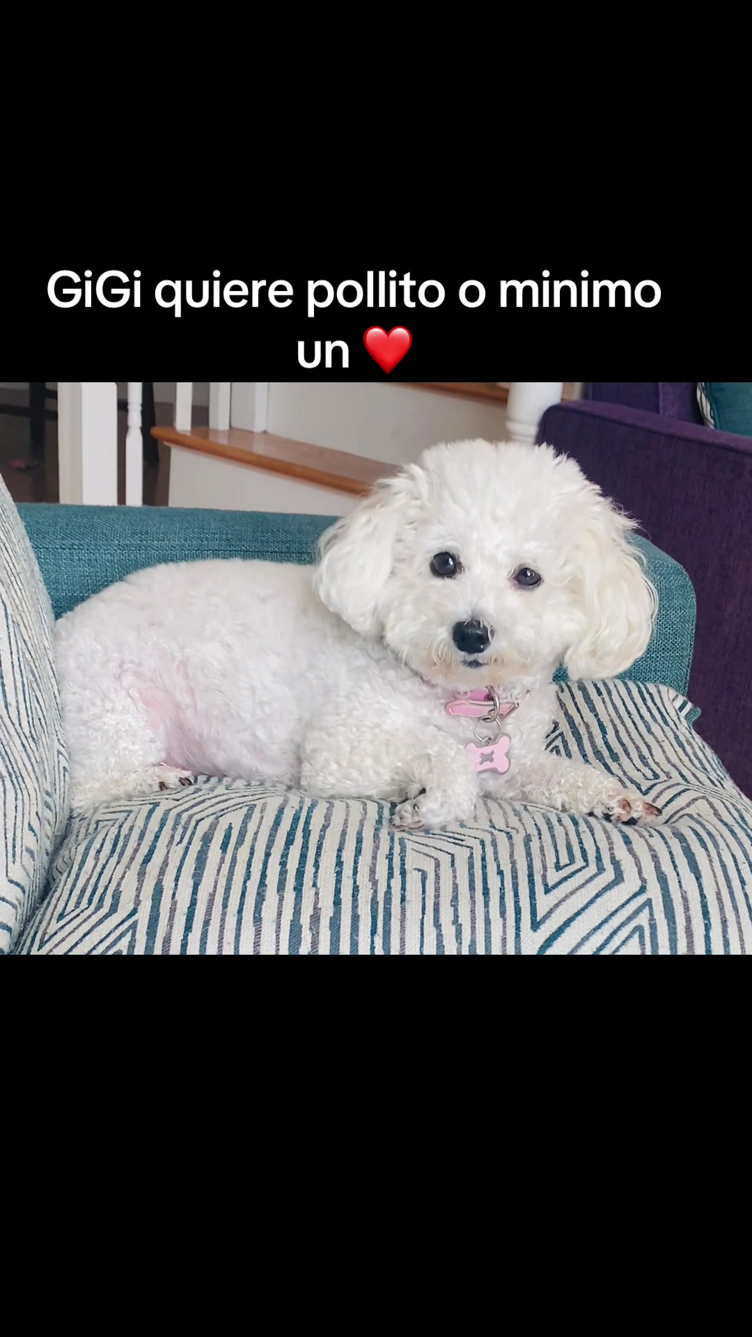 @profetrivella