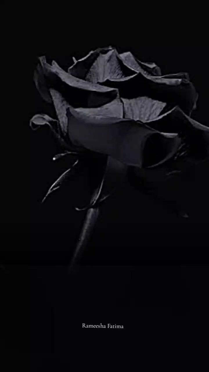 @Rameesha Fatima
