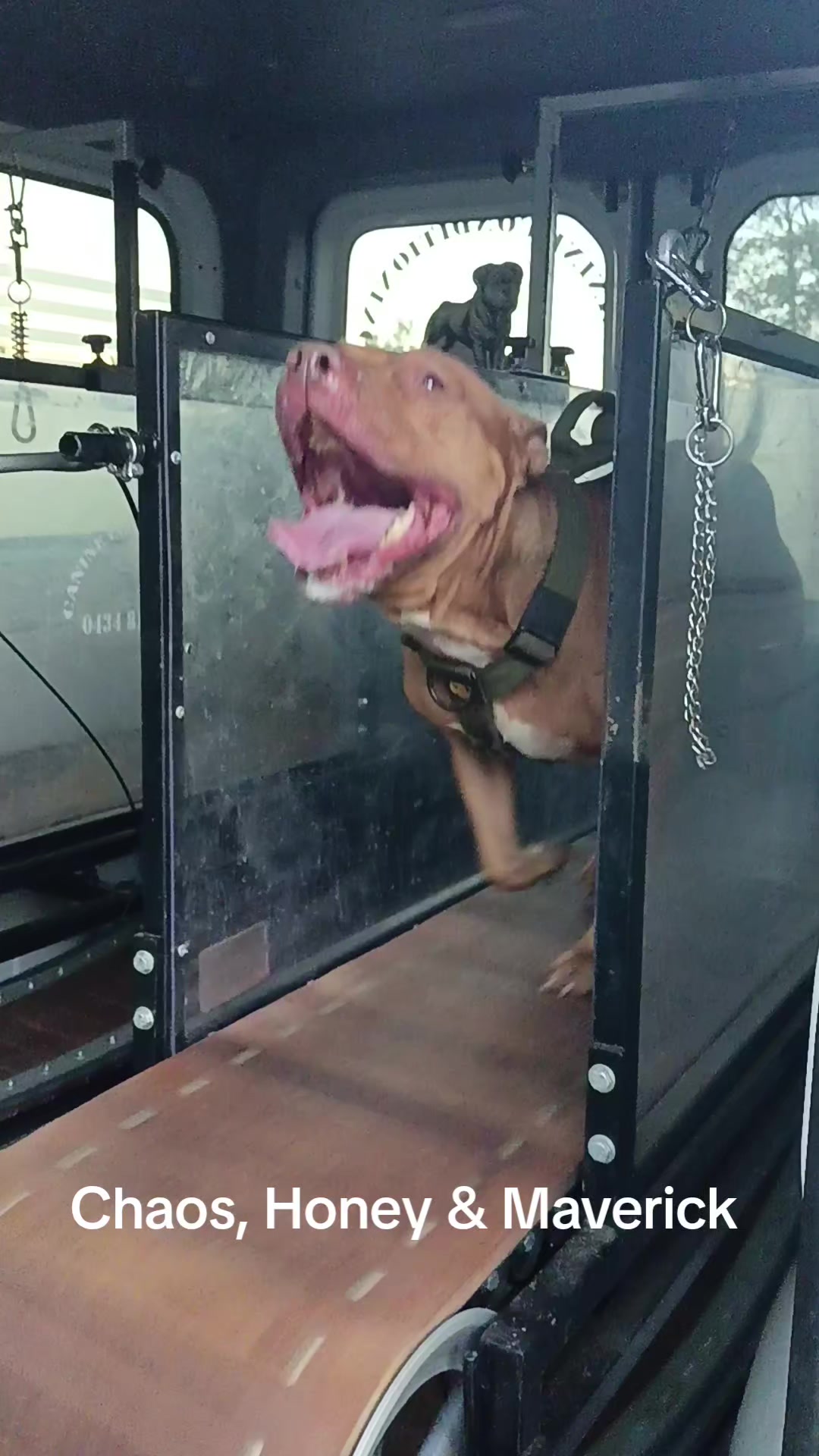 @Canine Conditioning