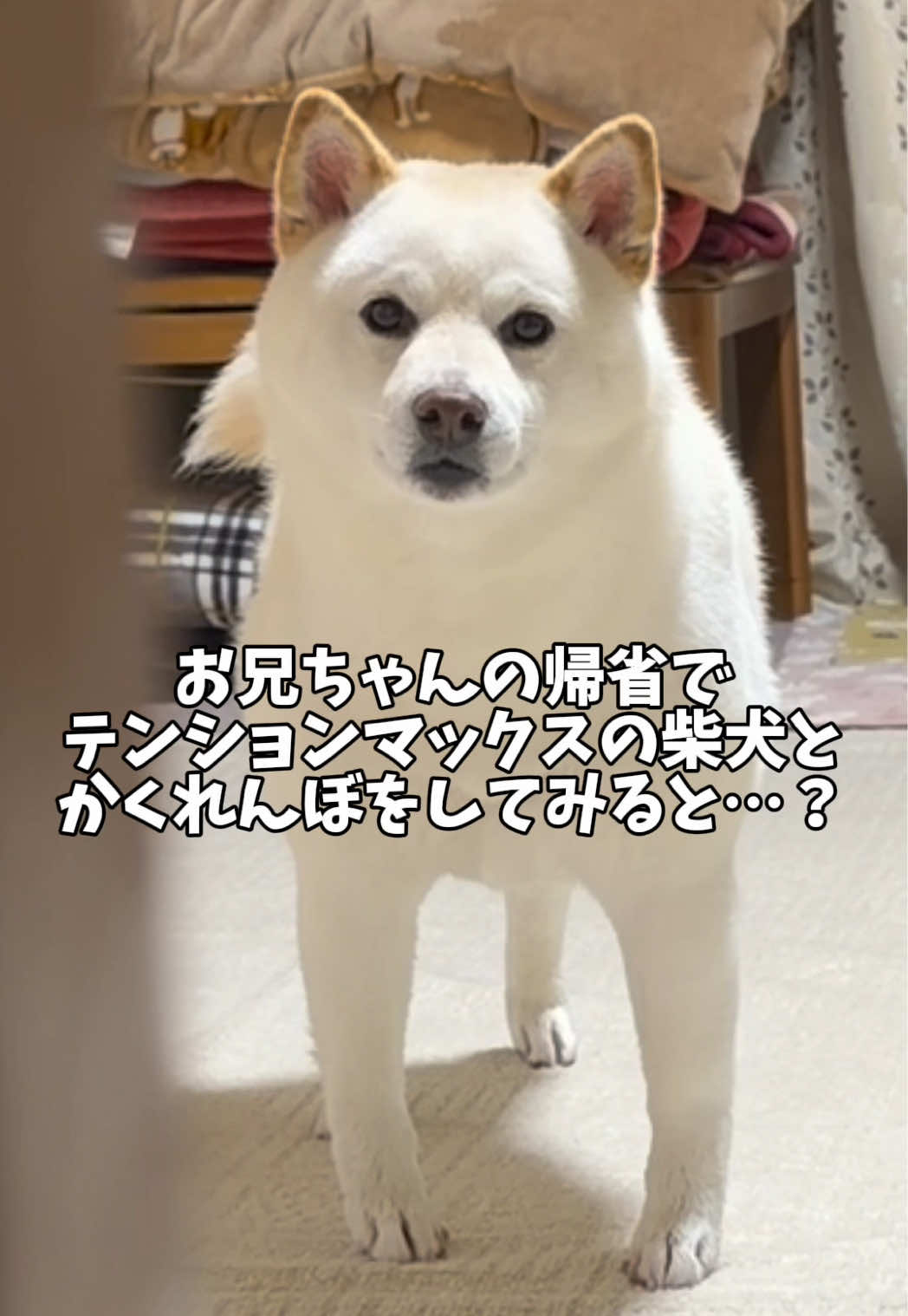 @白柴犬はる🌸