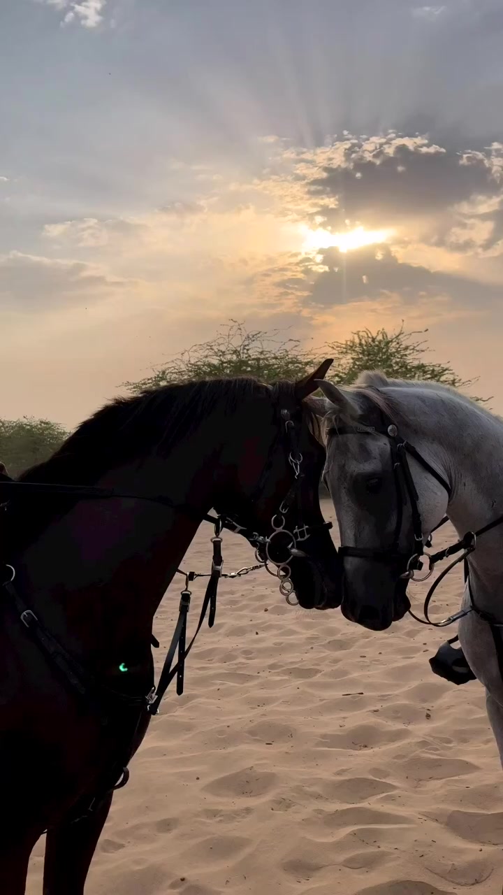 @سُـلٓــٰـيْمَـة 💎