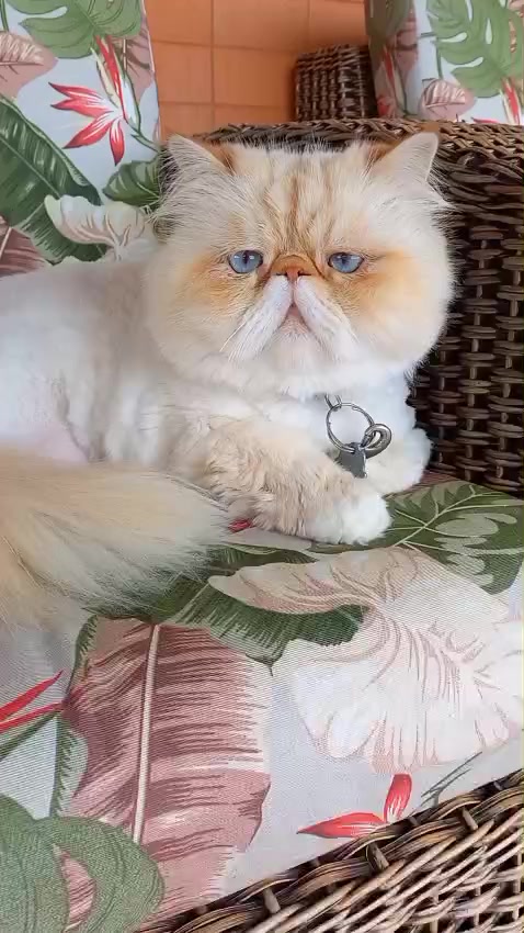 @MUNDO ANIMAL CURIOSO