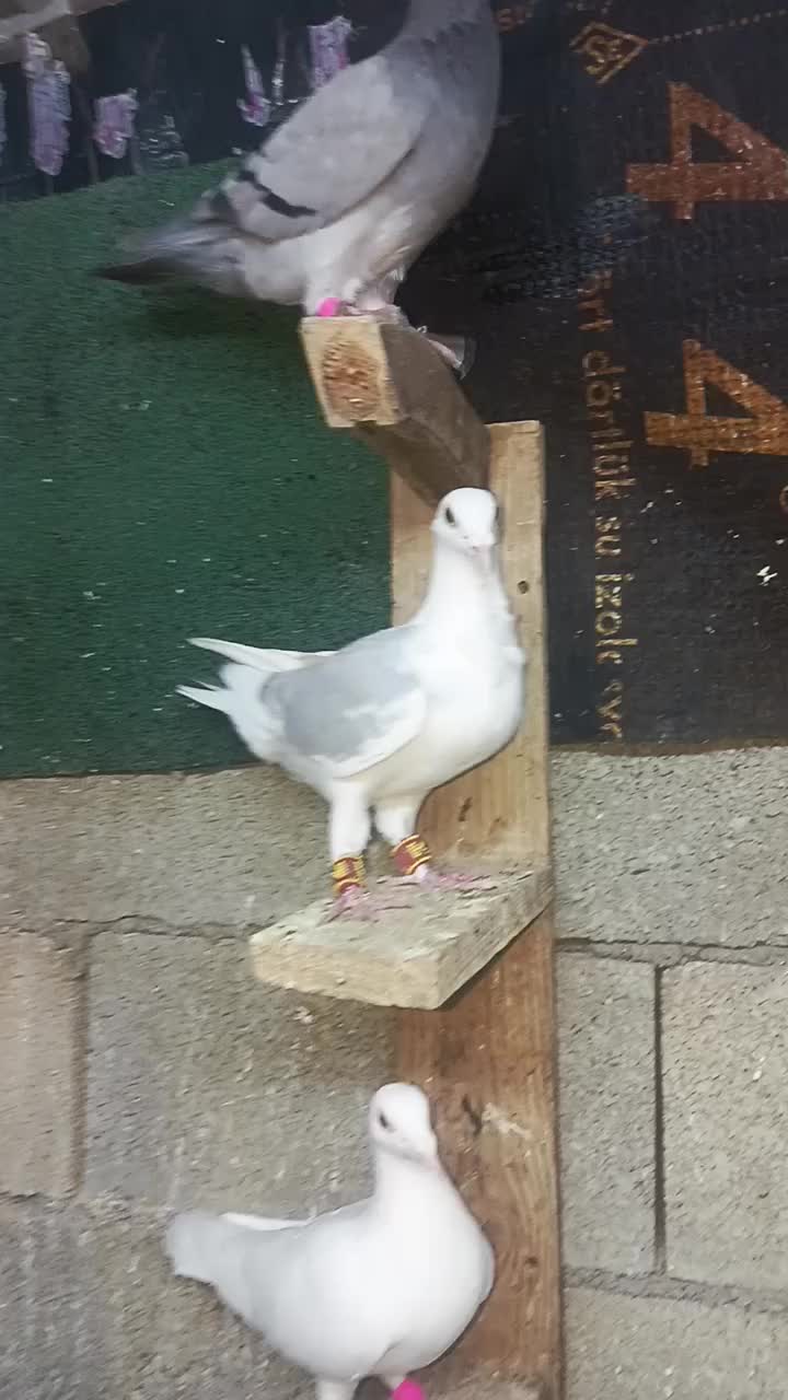 @Emre KarKacı