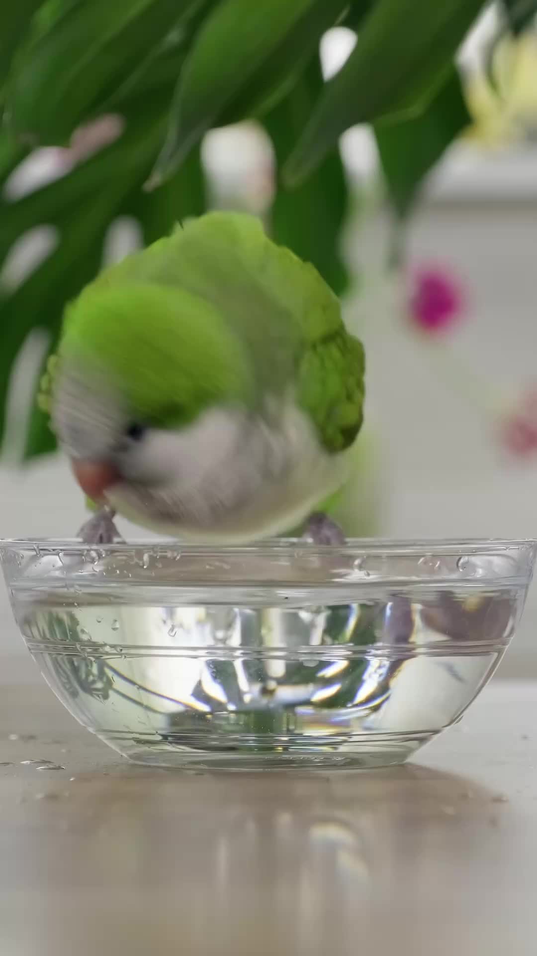 @Learn Parrots
