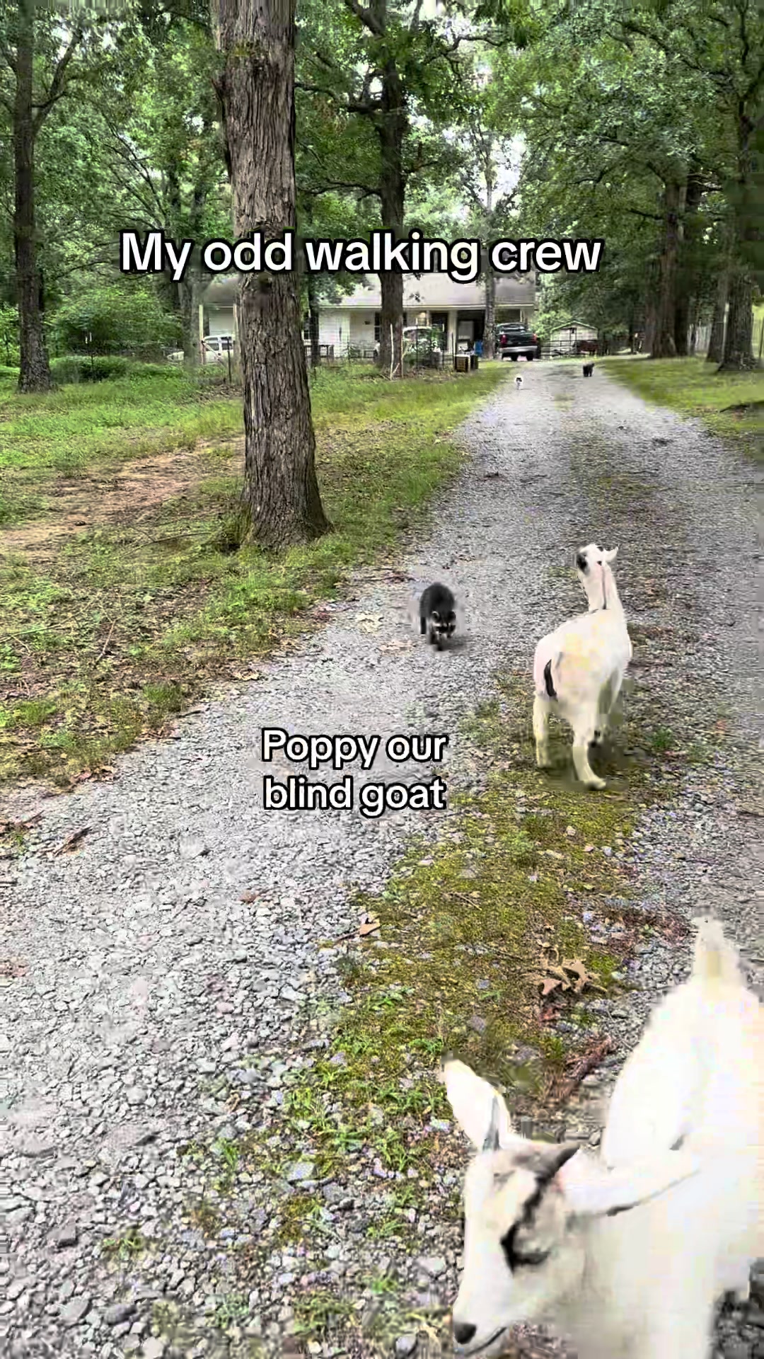 @Bambi