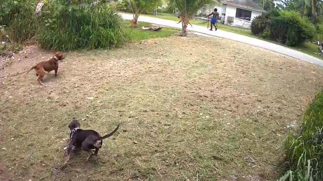 @The Dog Father