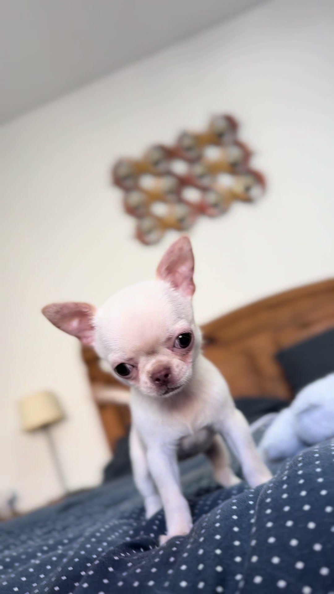@teacupchihuahua