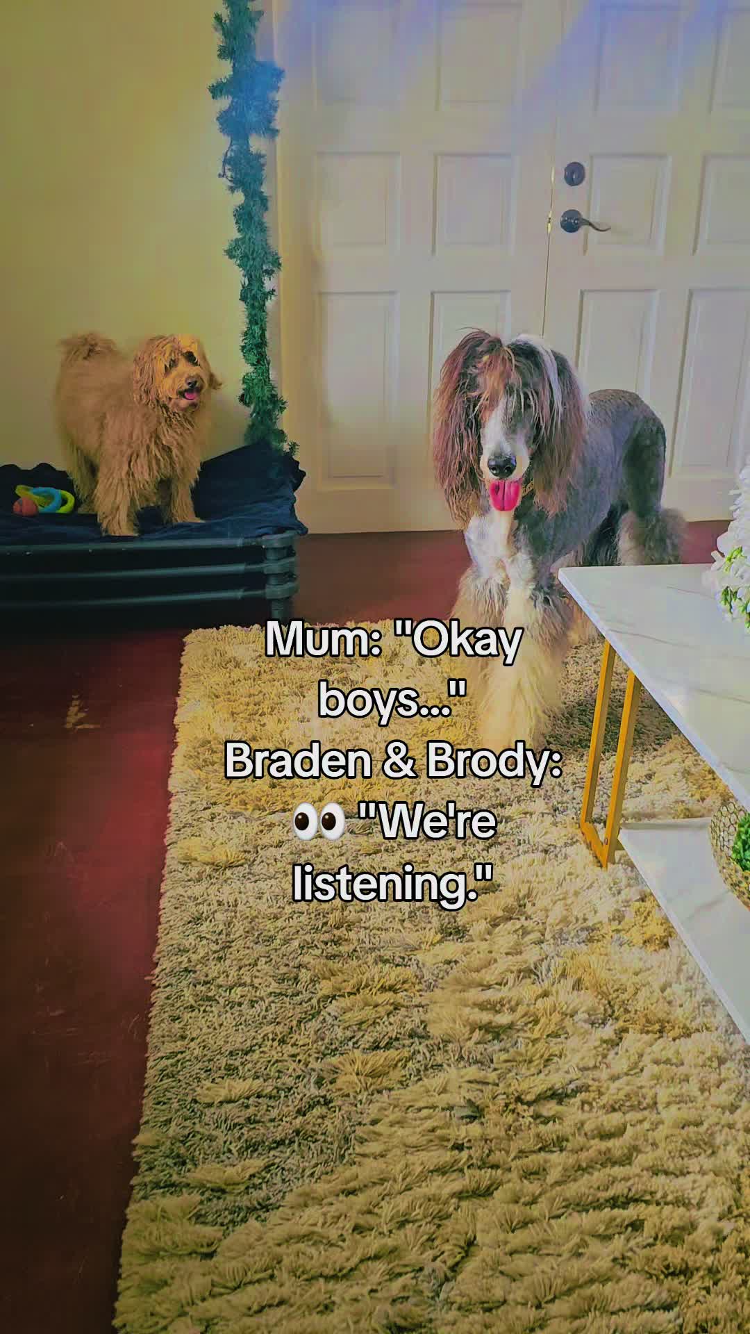 @MixedPetCollective