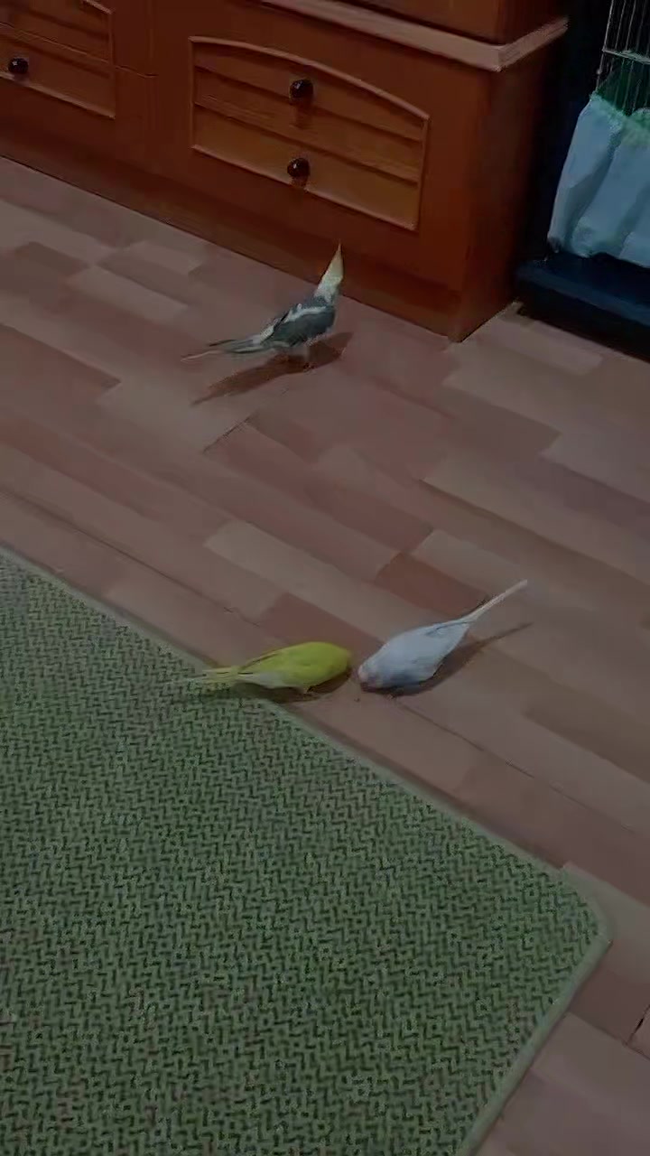 @๐๐ช๐๐ด๐ธ ๐๐๐ฒ๐