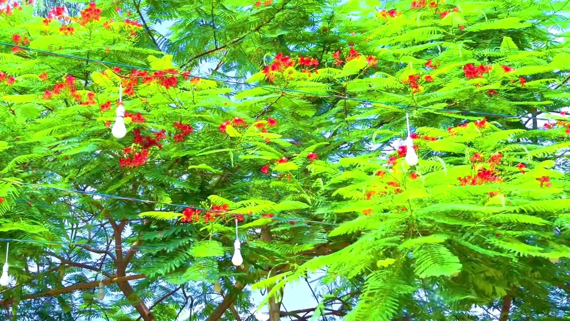 @🌼[ " CaFe শীতল হাওয়া " ]🌼