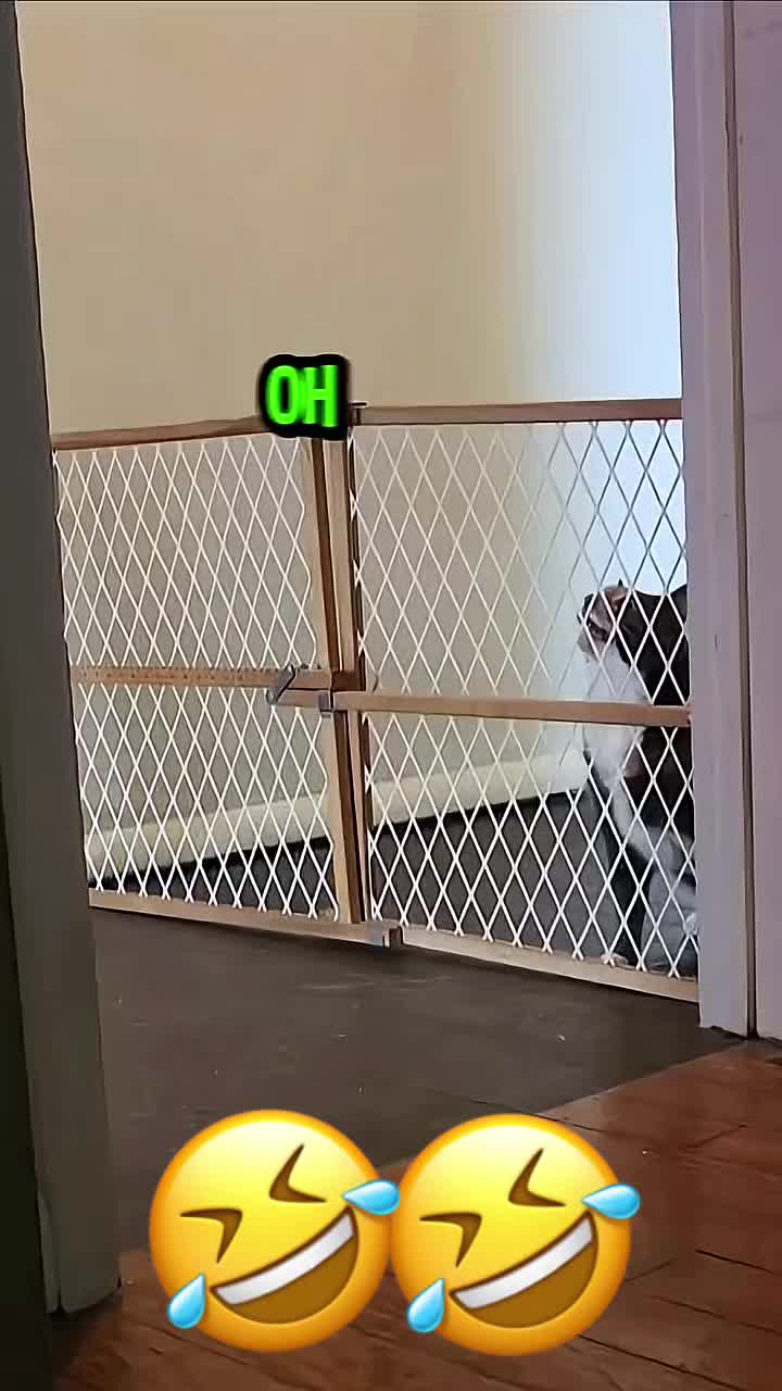 @Funny_pets