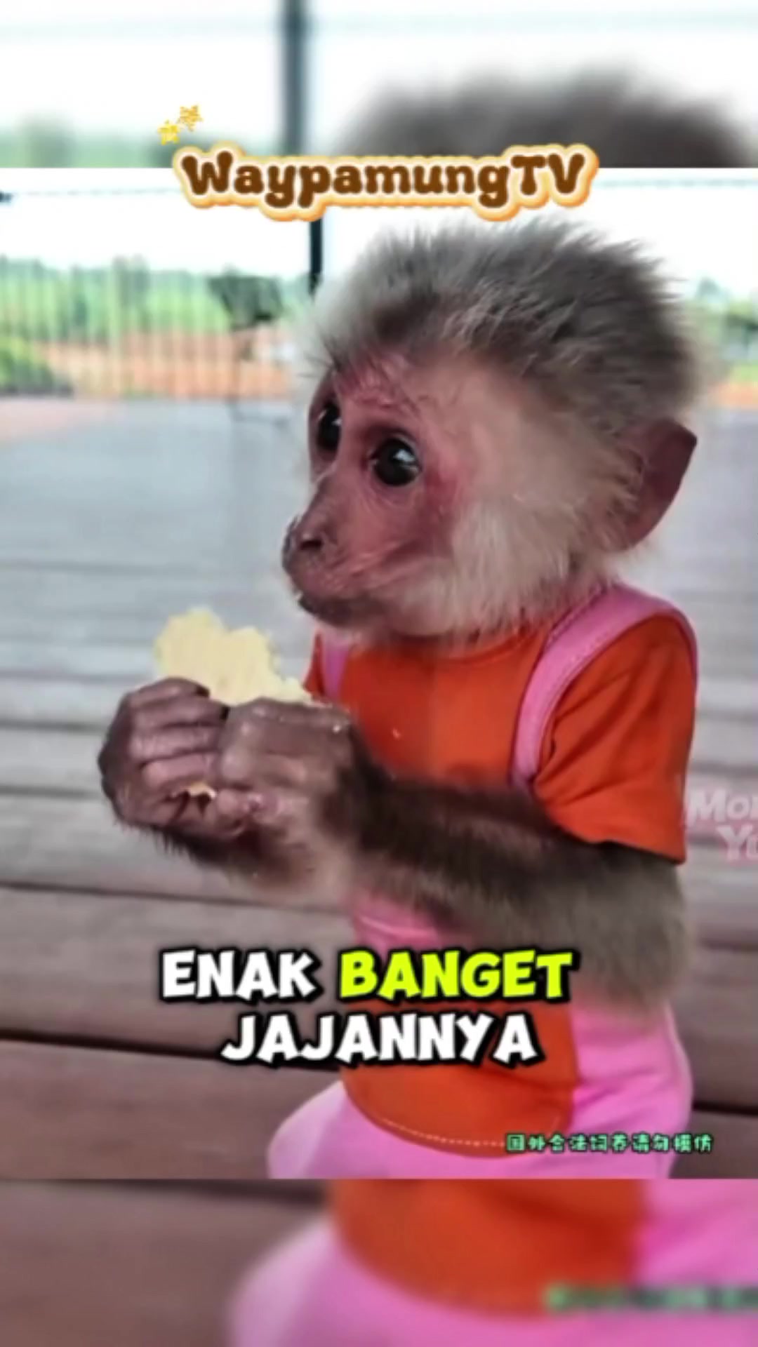 @@waypamungTV