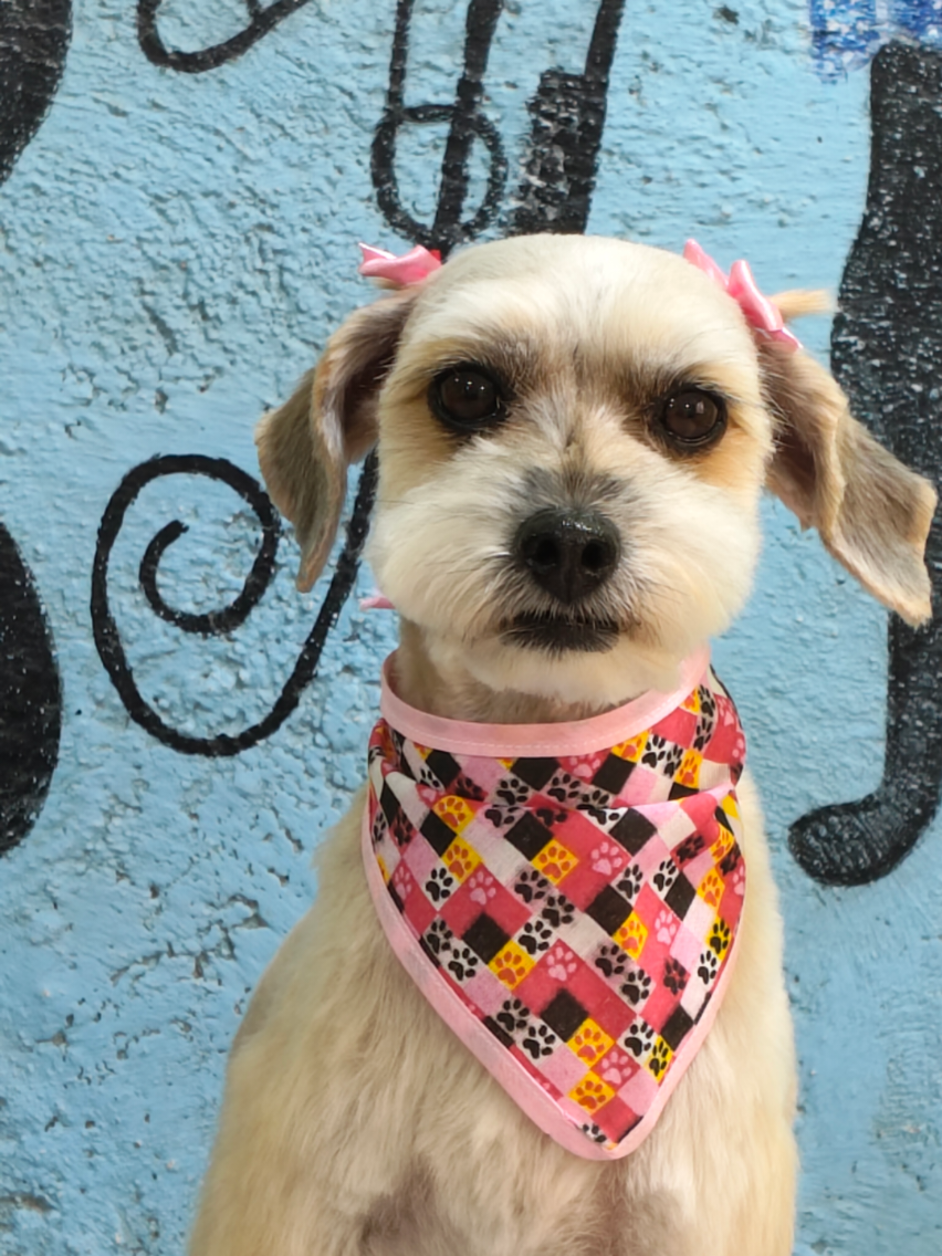 @💈🐾DOG GROOMER🐾💈