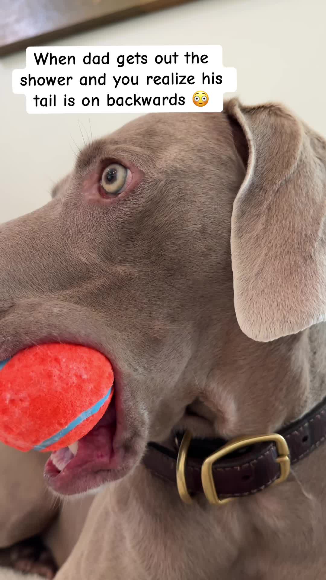 @Zoey the Weim