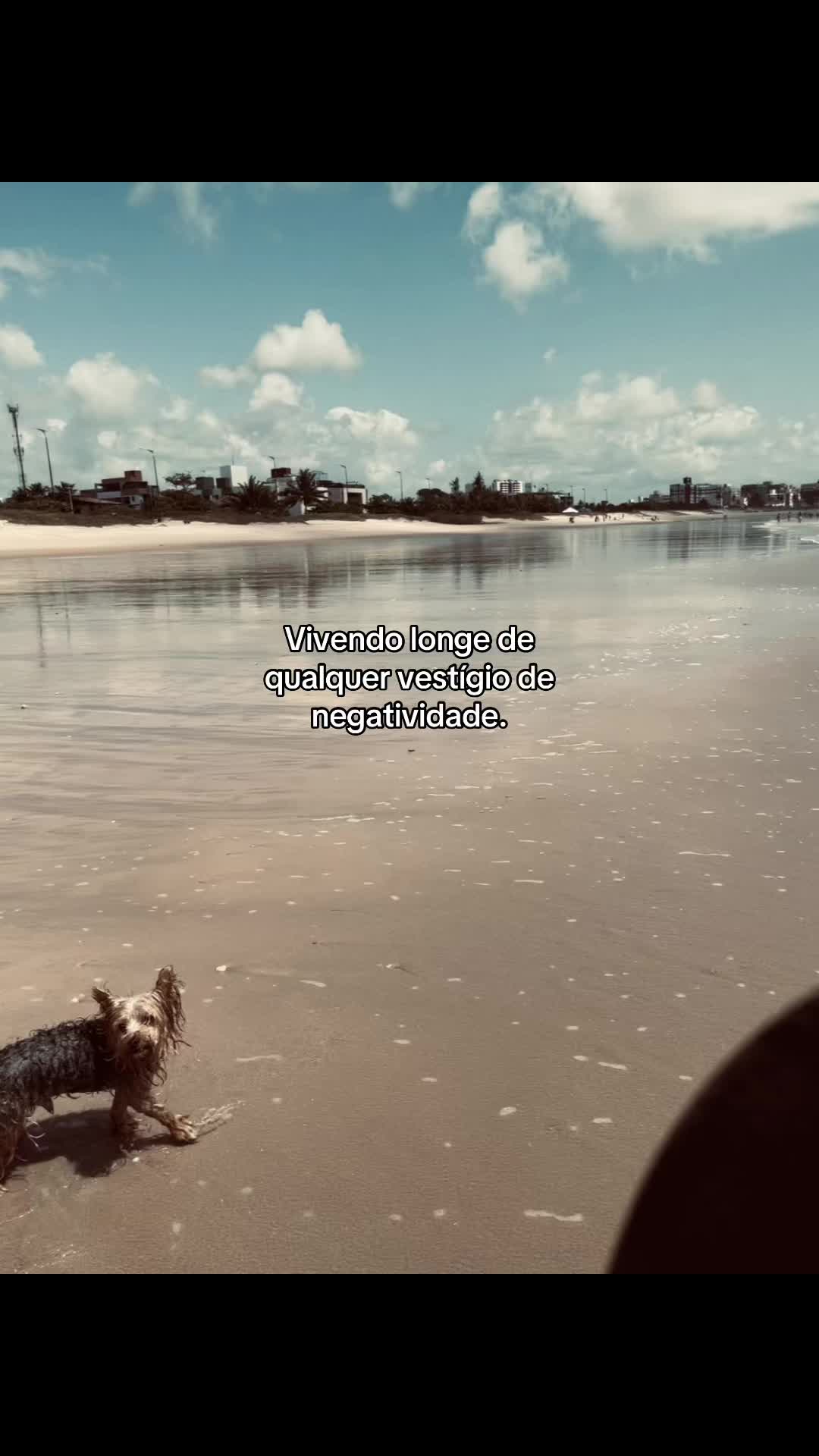 @ribeir0_