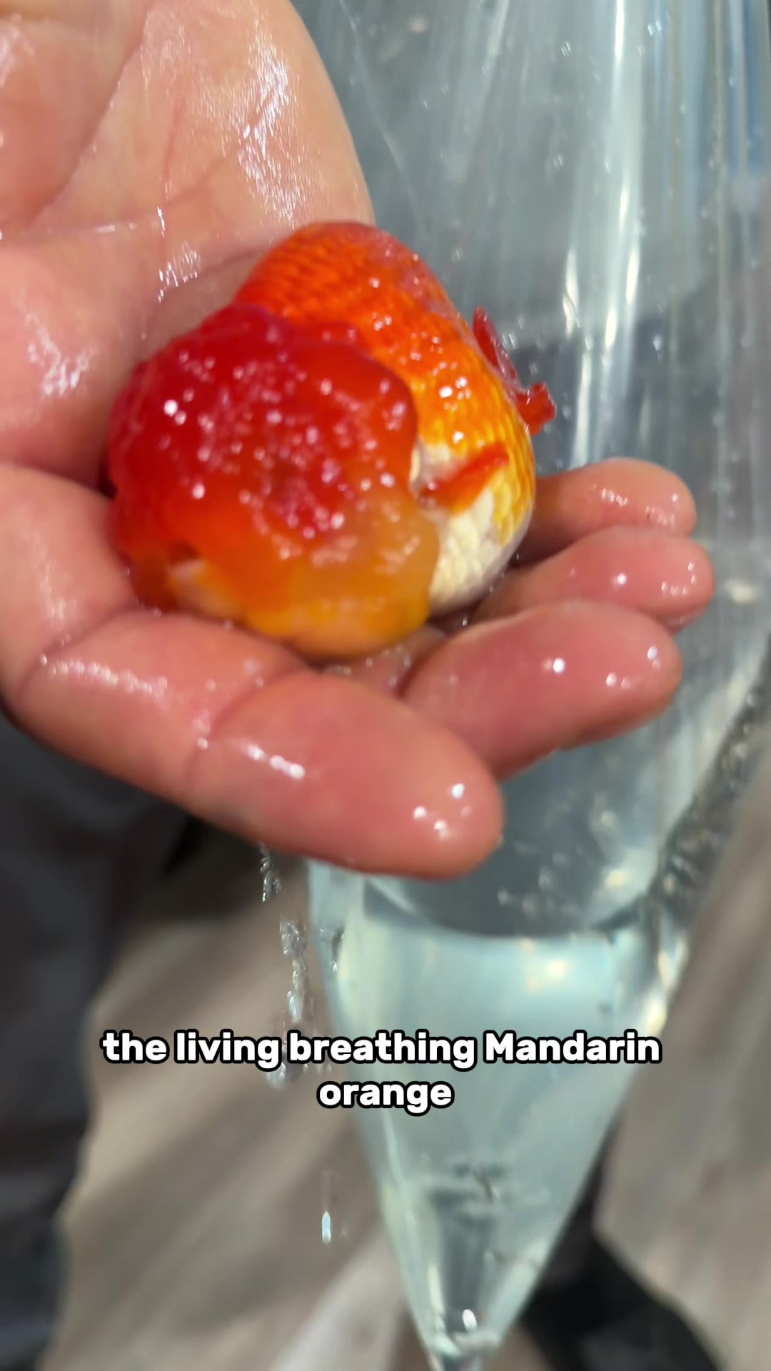 @The Goldfish Guy