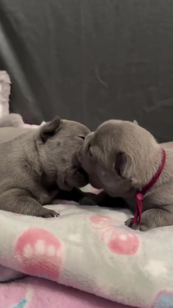 @Pibble Plug