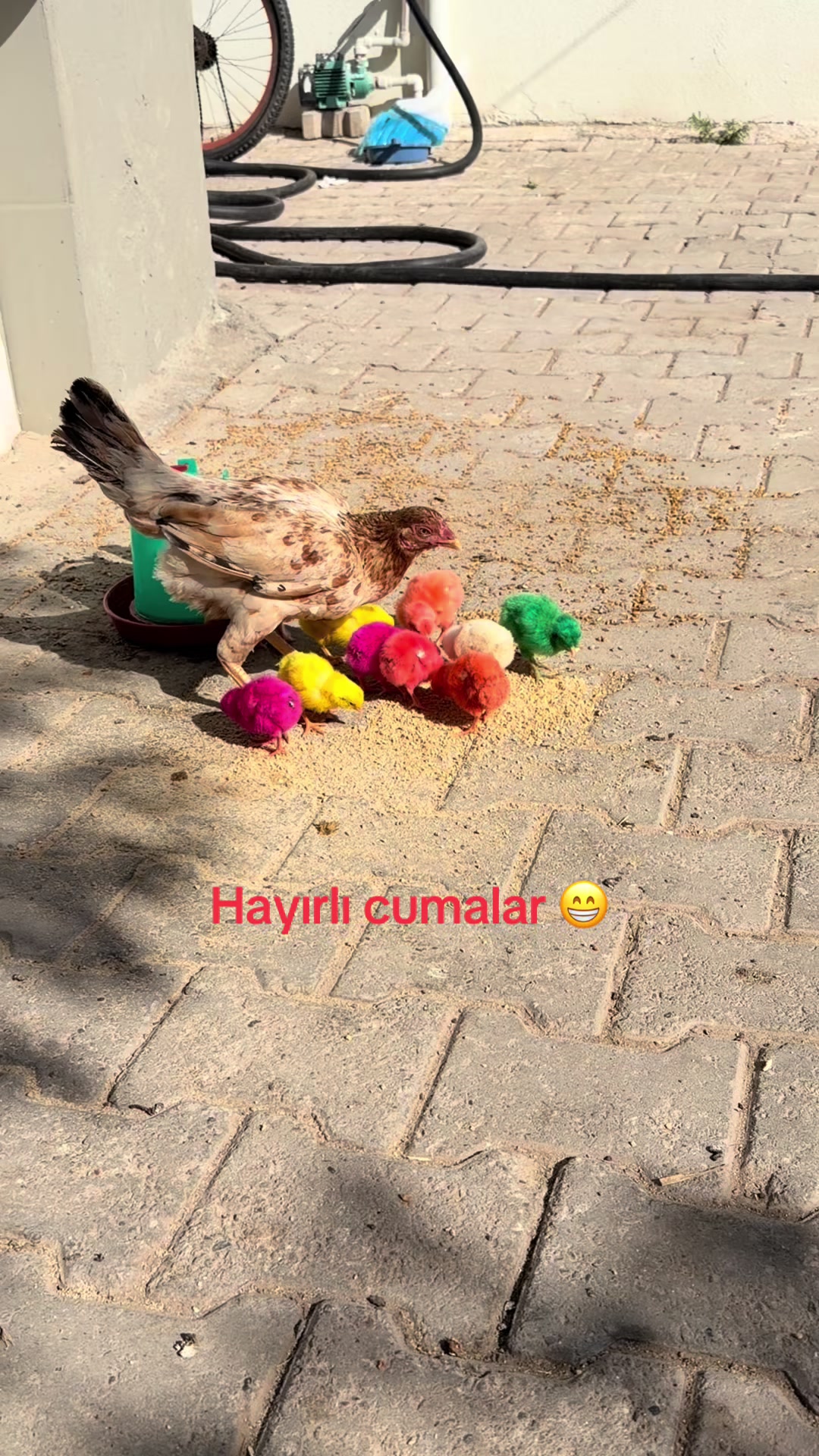 @Murat Erban6573