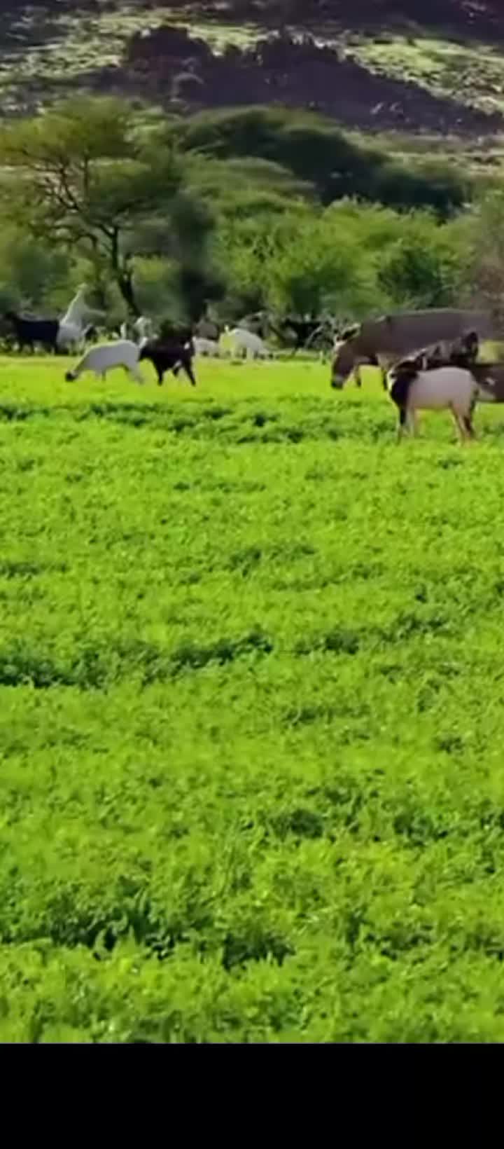 @🪶قلب 🫶 الغزال 🐎