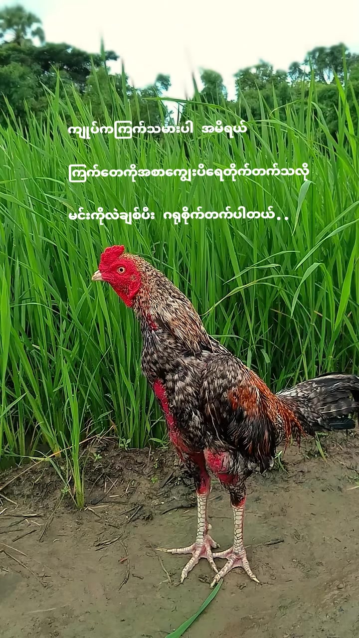 @ကိုကောင်း..🎀🤪
