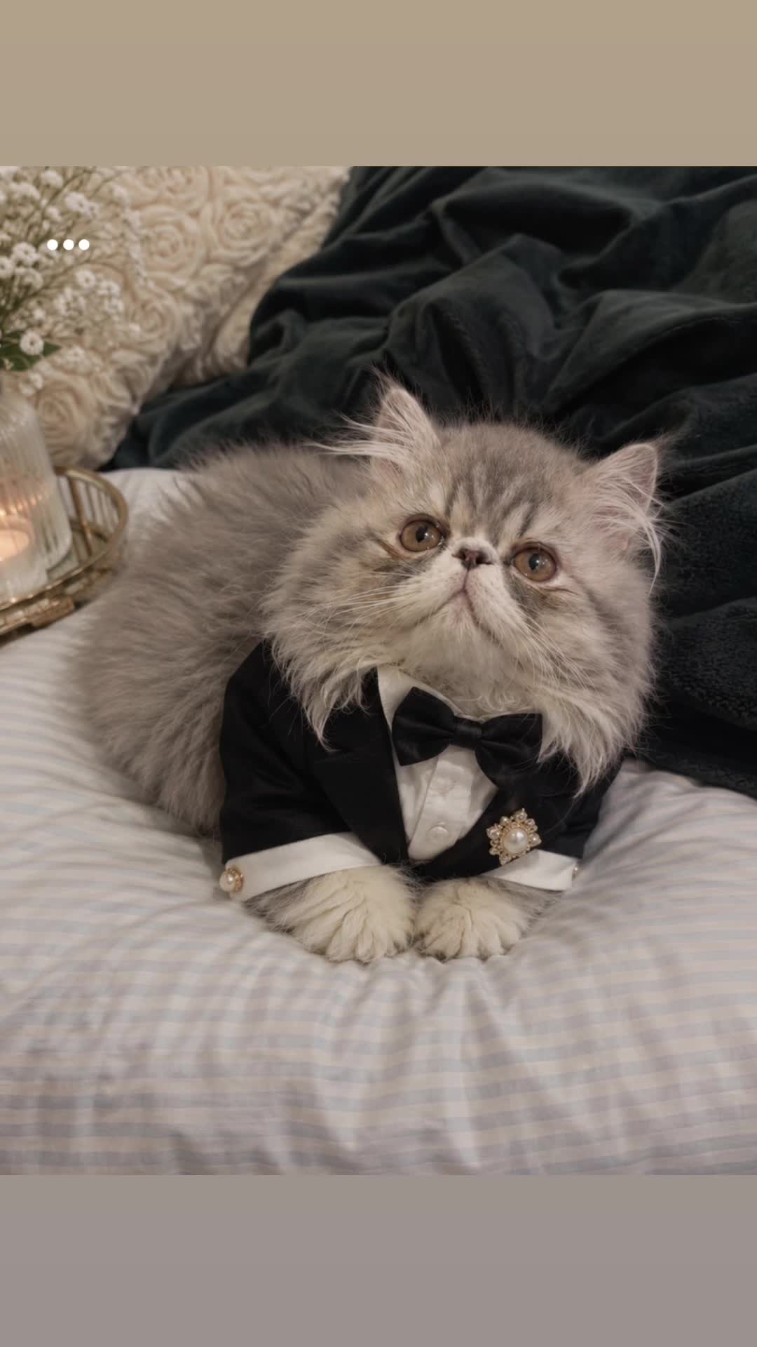 @henryetta.the.cat.lady