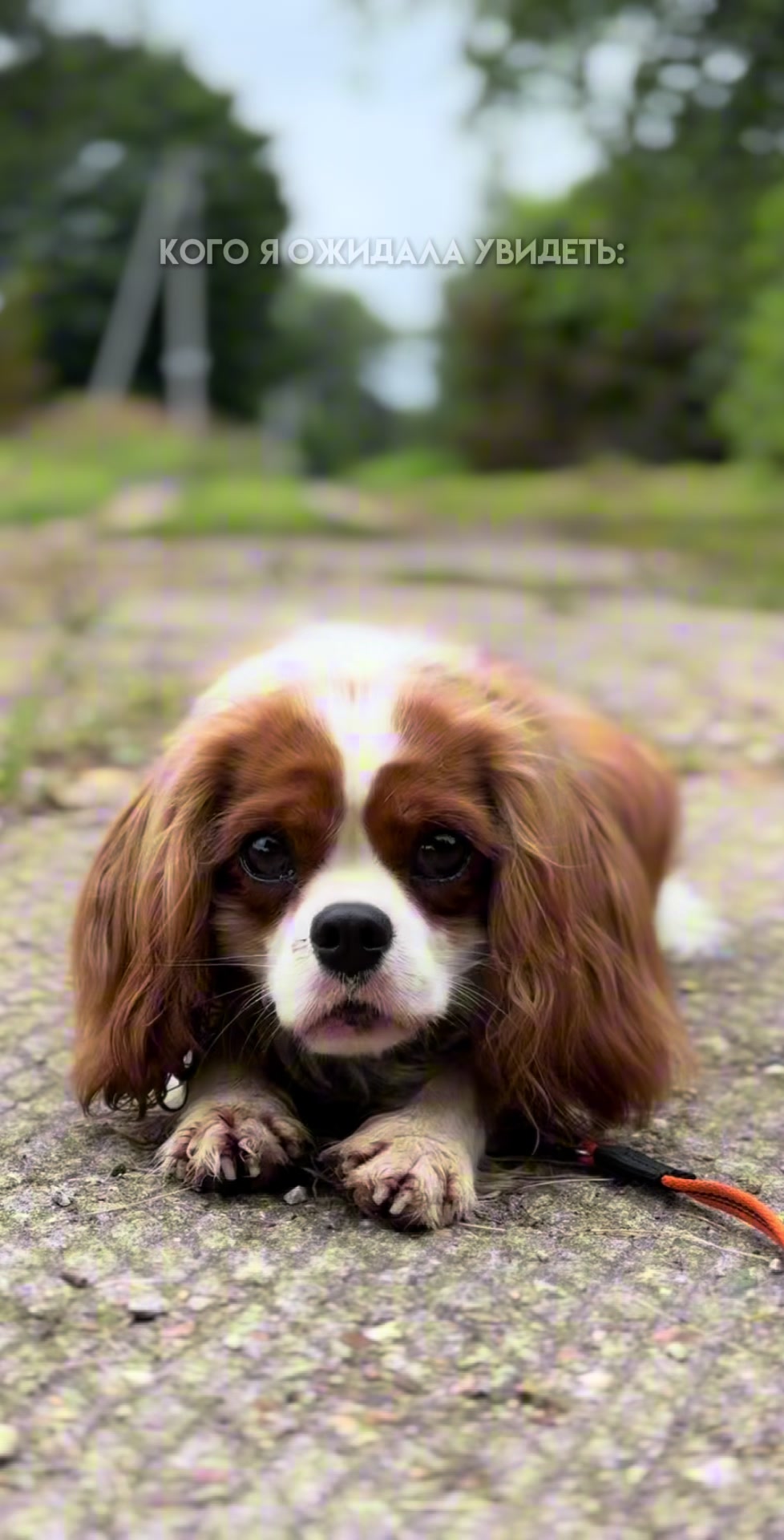 @Фаби🐶