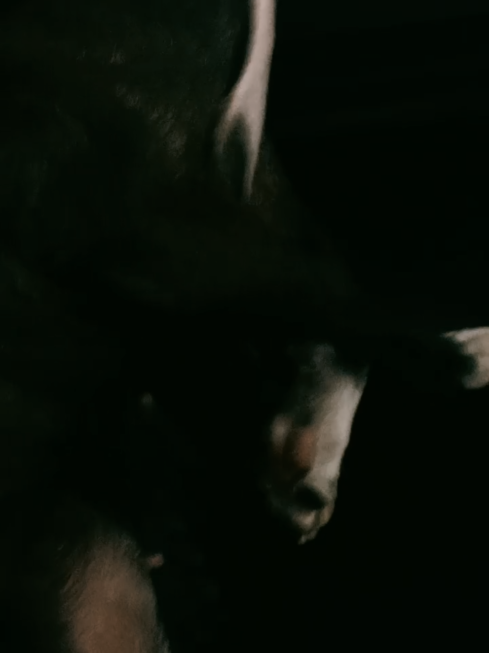 @Ruby the Boston Terrier-G7