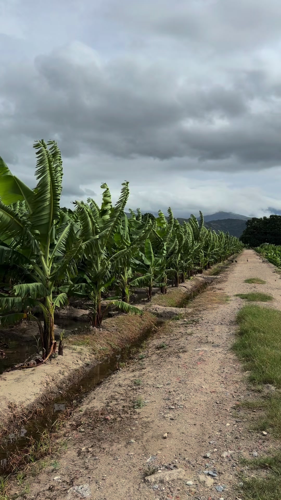 @soyagricultor