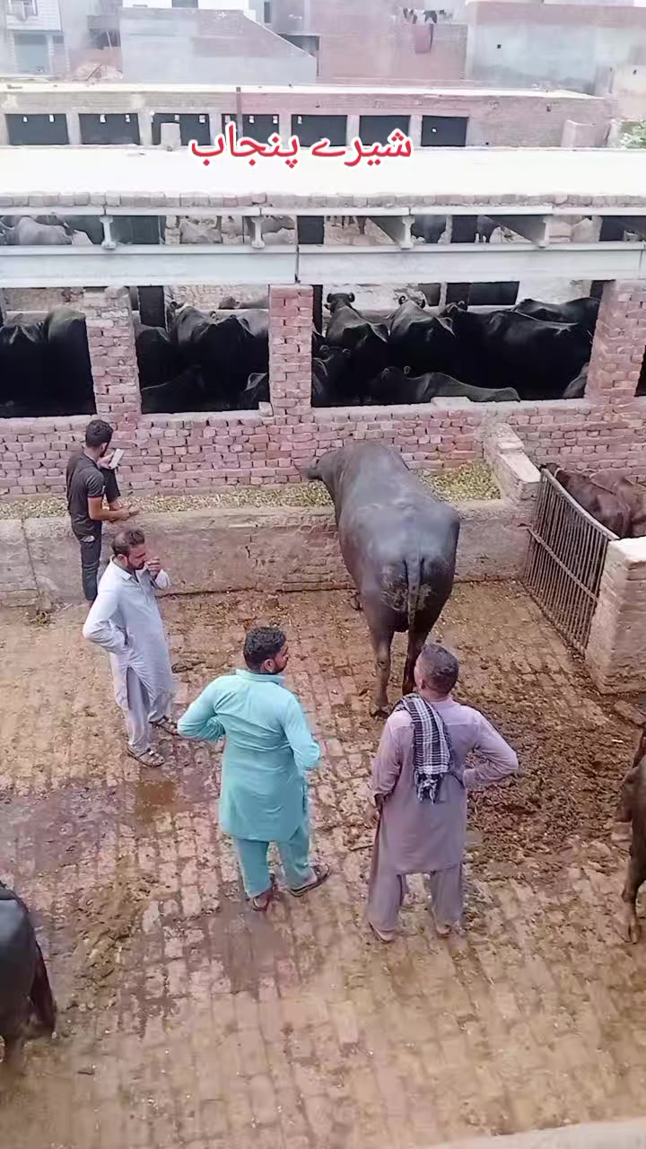 @Imran khan 😎