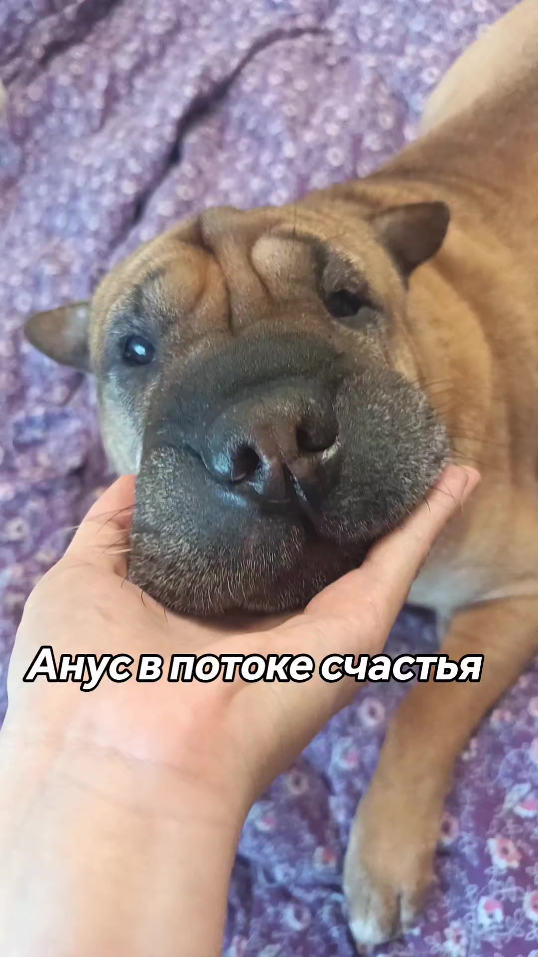@amusleninblyadina