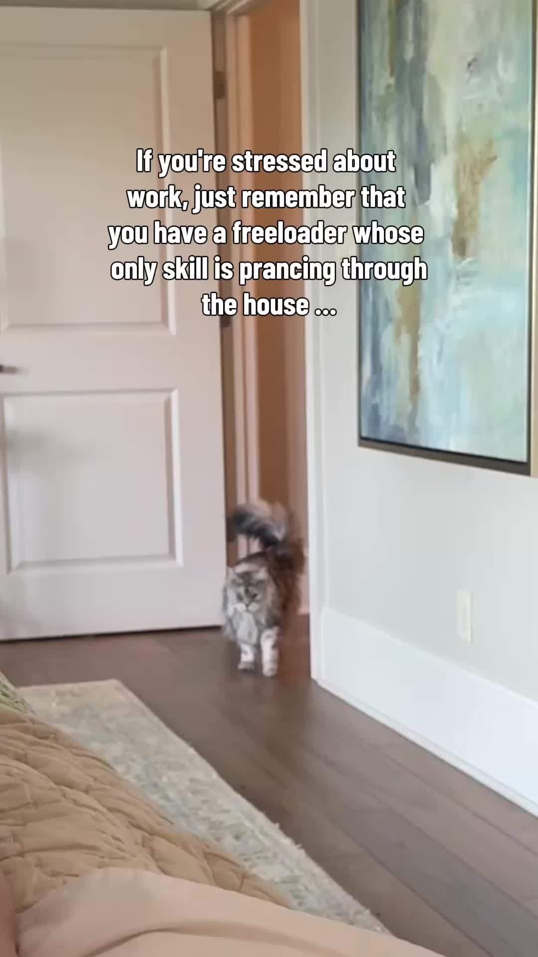 @Winnie: Maine Coon Kitty
