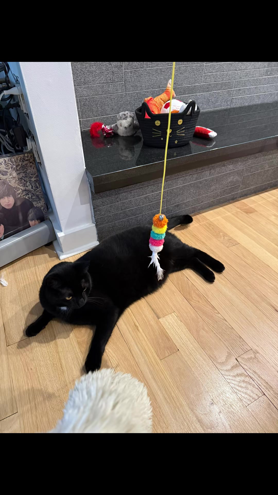 @Oscar Jeremy the cat!