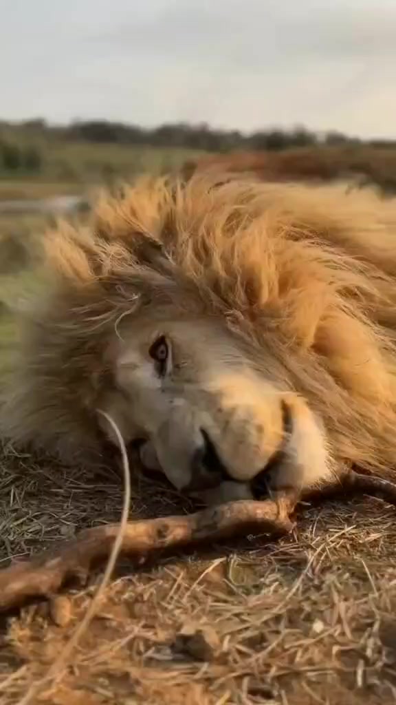 @LION MOTIVATION 🇨🇩🇨🇩🇨🇩