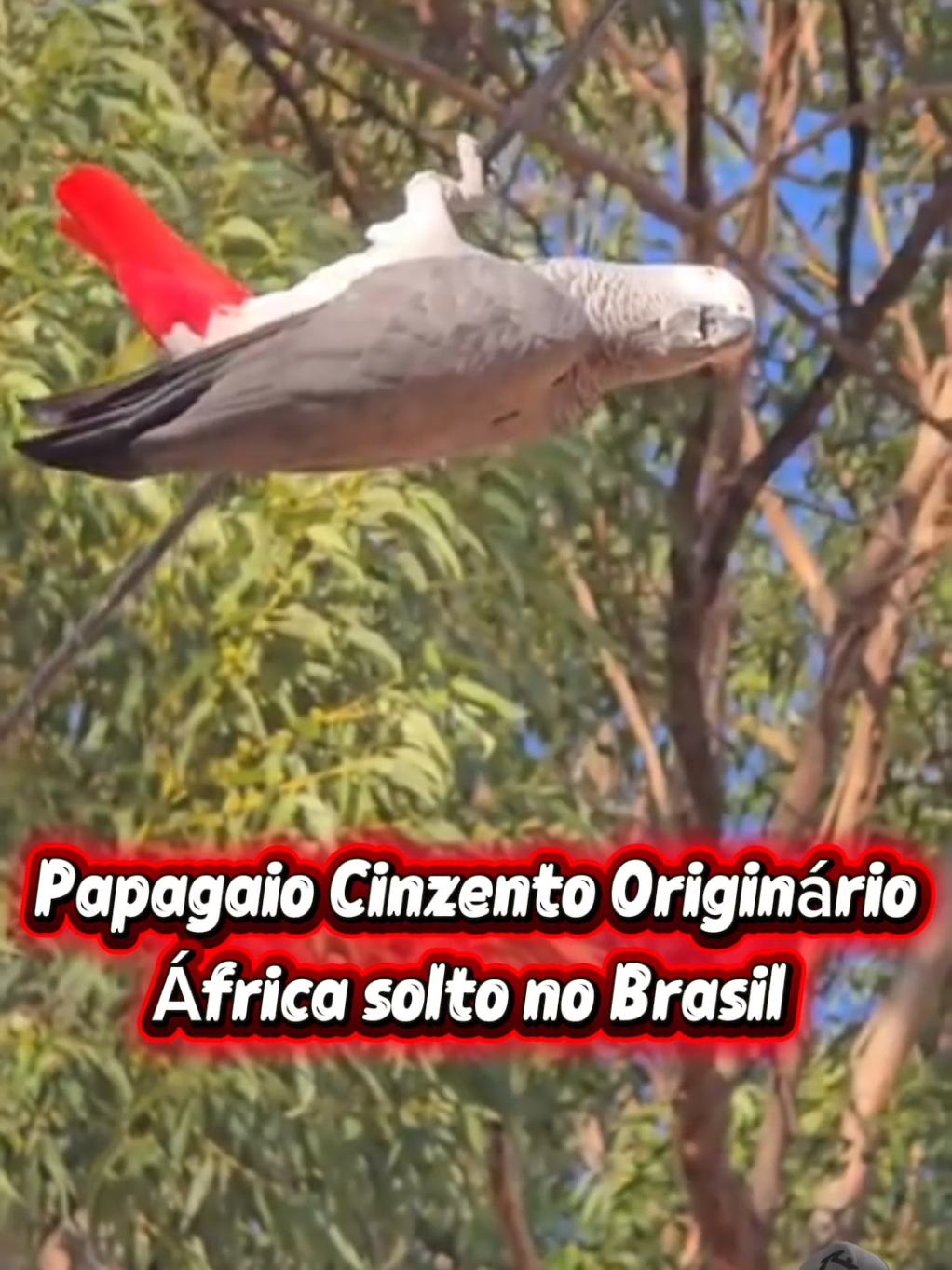 @TRAVEL PINGUIM