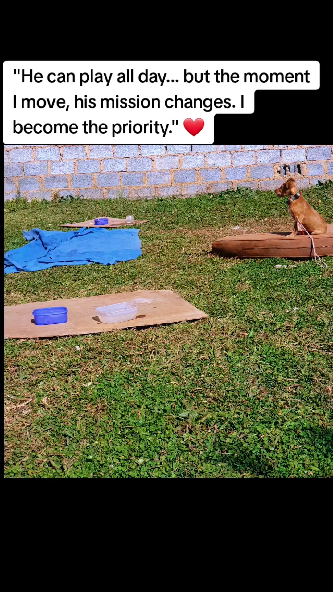 @LifeWithSummerAndShepherd