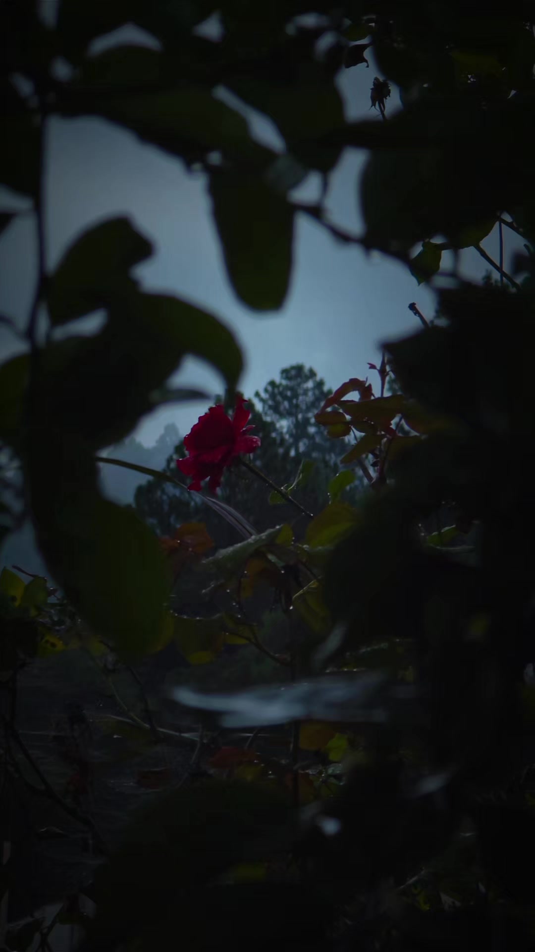 @🌾𝙴 𝚟 𝚎 𝐫 🪐 📸 👑