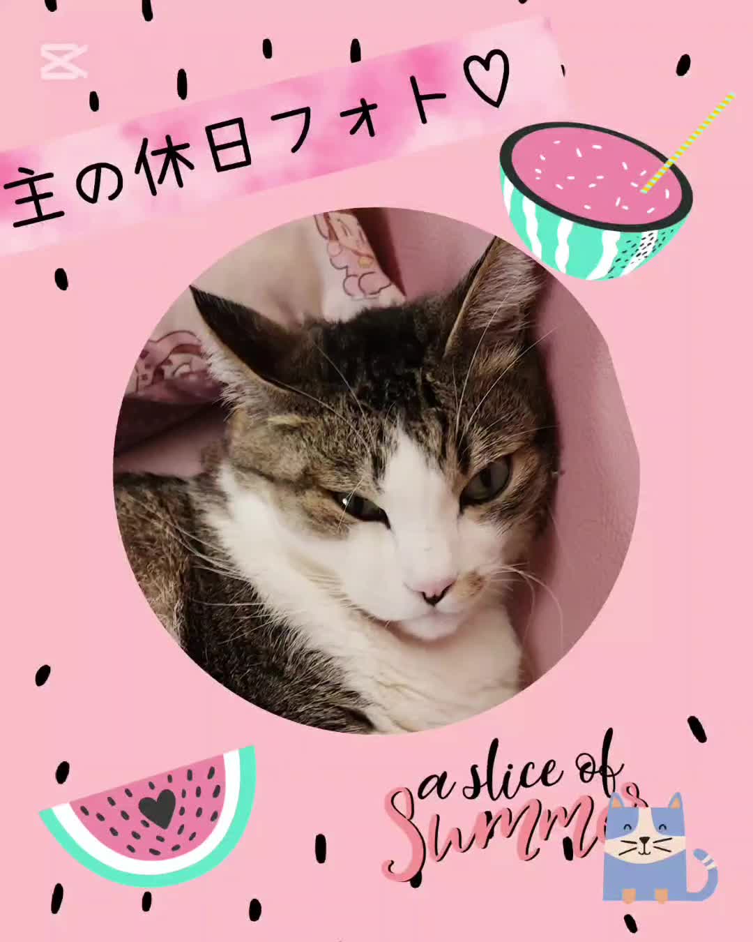 @momo